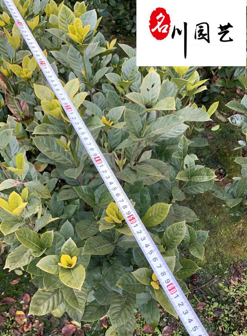 栀子花球花卉苗木批发栀子花球价格行情成都绿化苗木批发