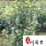 栀子花球花卉苗木批发栀子花球价格行情成都绿化苗木批发