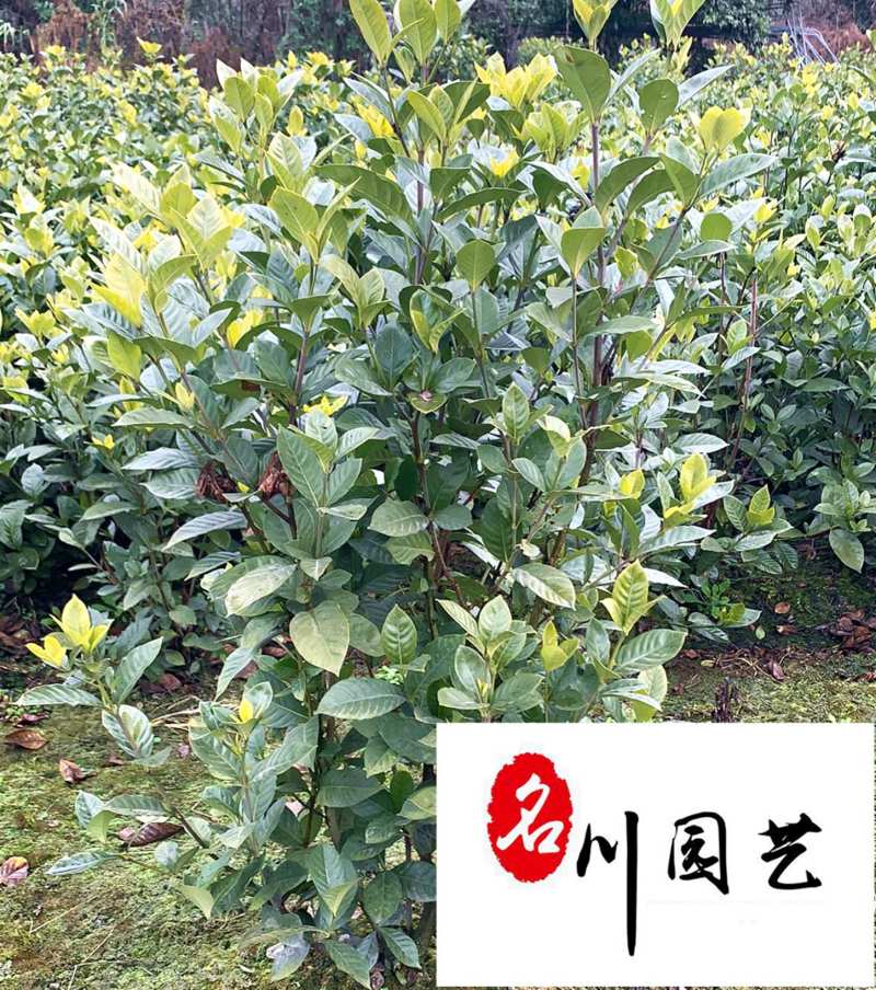 栀子花球花卉苗木批发栀子花球价格行情成都绿化苗木批发