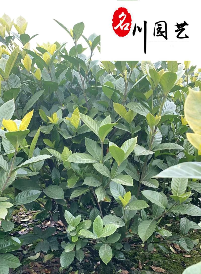 栀子花球花卉苗木批发栀子花球价格行情成都绿化苗木批发