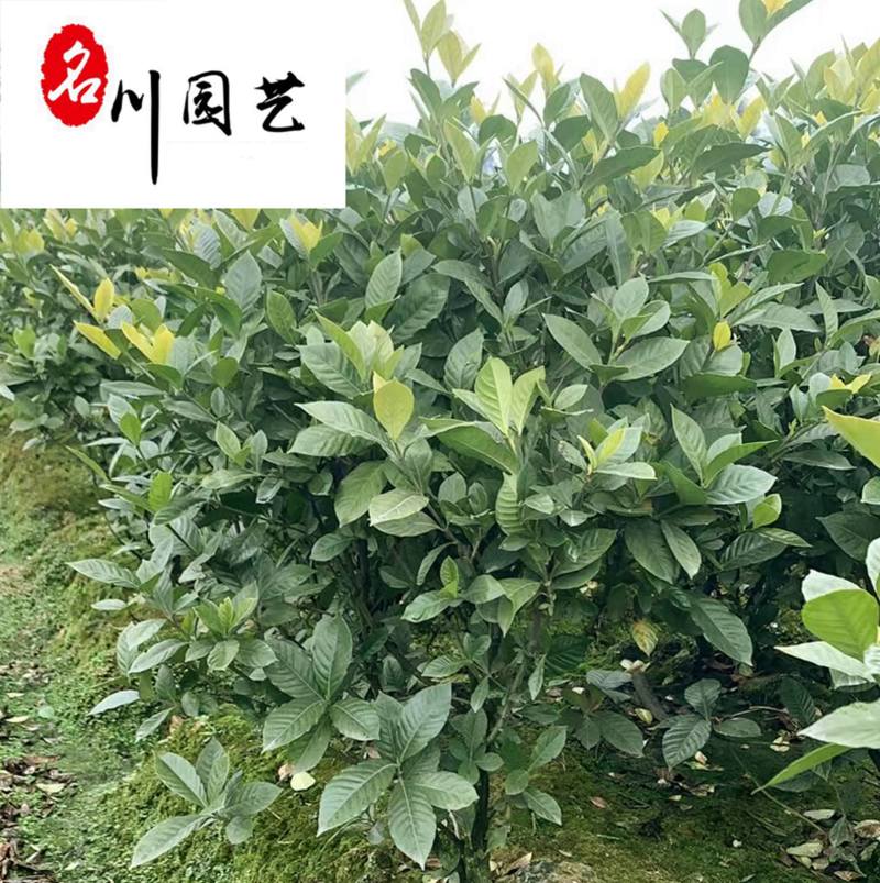 栀子花球花卉苗木批发栀子花球价格行情成都绿化苗木批发