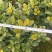 栀子花球花卉苗木批发栀子花球价格行情成都绿化苗木批发