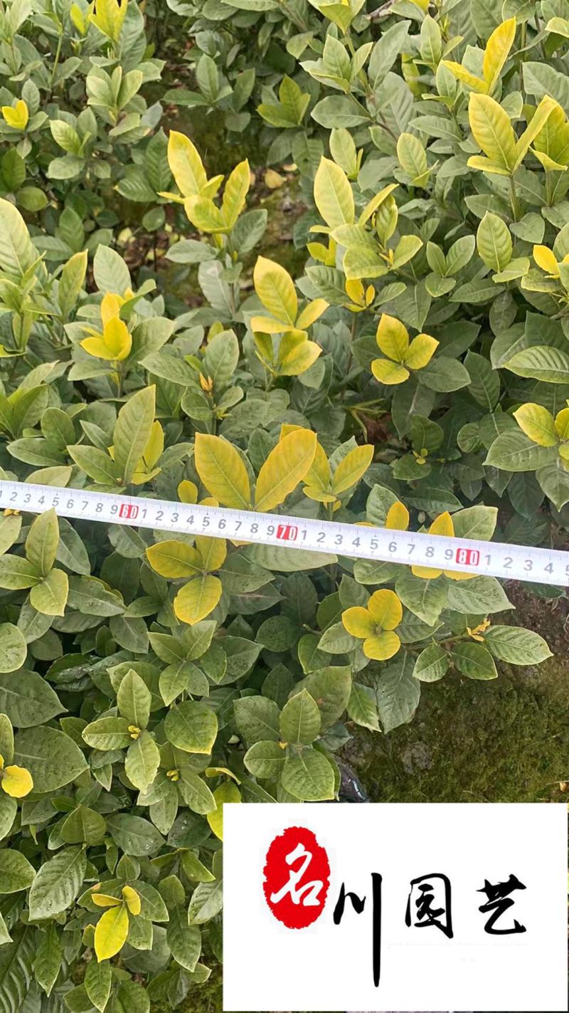 栀子花球花卉苗木批发栀子花球价格行情成都绿化苗木批发