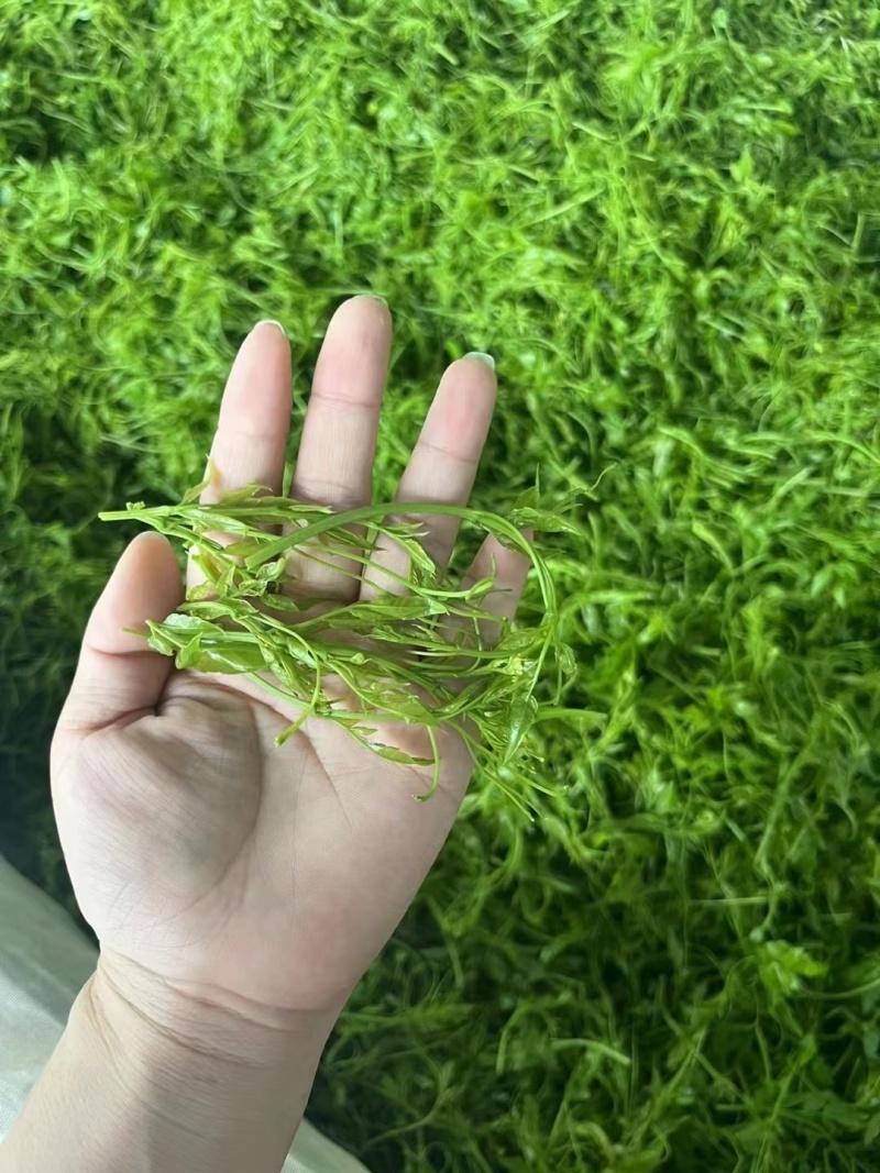 莓茶/厂家直发诚信为本可批发可一件代发欢迎下单
