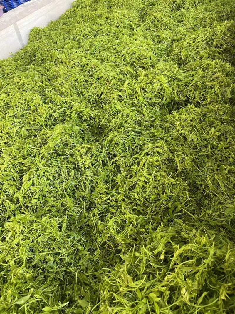 莓茶/厂家直发诚信为本可批发可一件代发欢迎下单