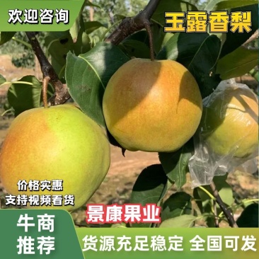 【玉露香梨】产地直发，专业一件代发抖音，天猫店铺，包售后