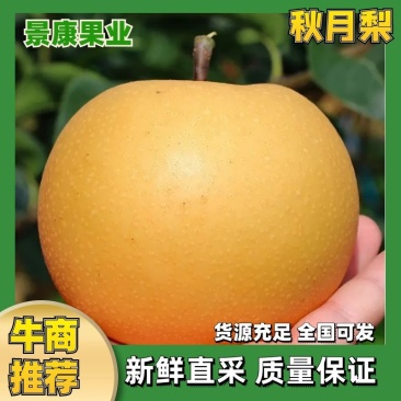 【秋月梨】秋月梨河北梨区肉质细腻饱满一件代发对接团购电联优惠