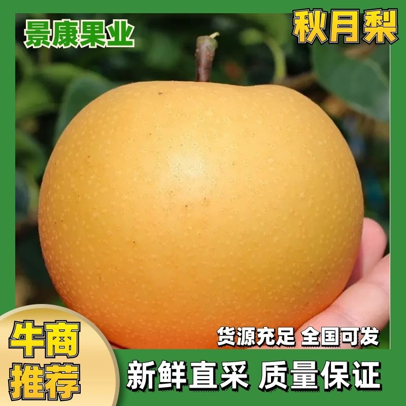 【秋月梨】秋月梨河北梨区肉质细腻饱满一件代发对接团购电联优惠