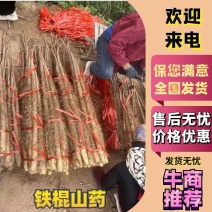 精选铁棍山药大量现货产地直发对接全国市场欢迎致电