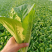 山东精品新鲜奶白菜货源充足量大从优对接全国客商欢迎电联