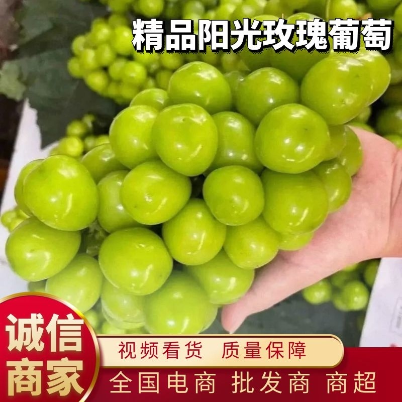 阳光玫瑰葡萄，万亩阳光玫瑰基地直发价格合理质量三包