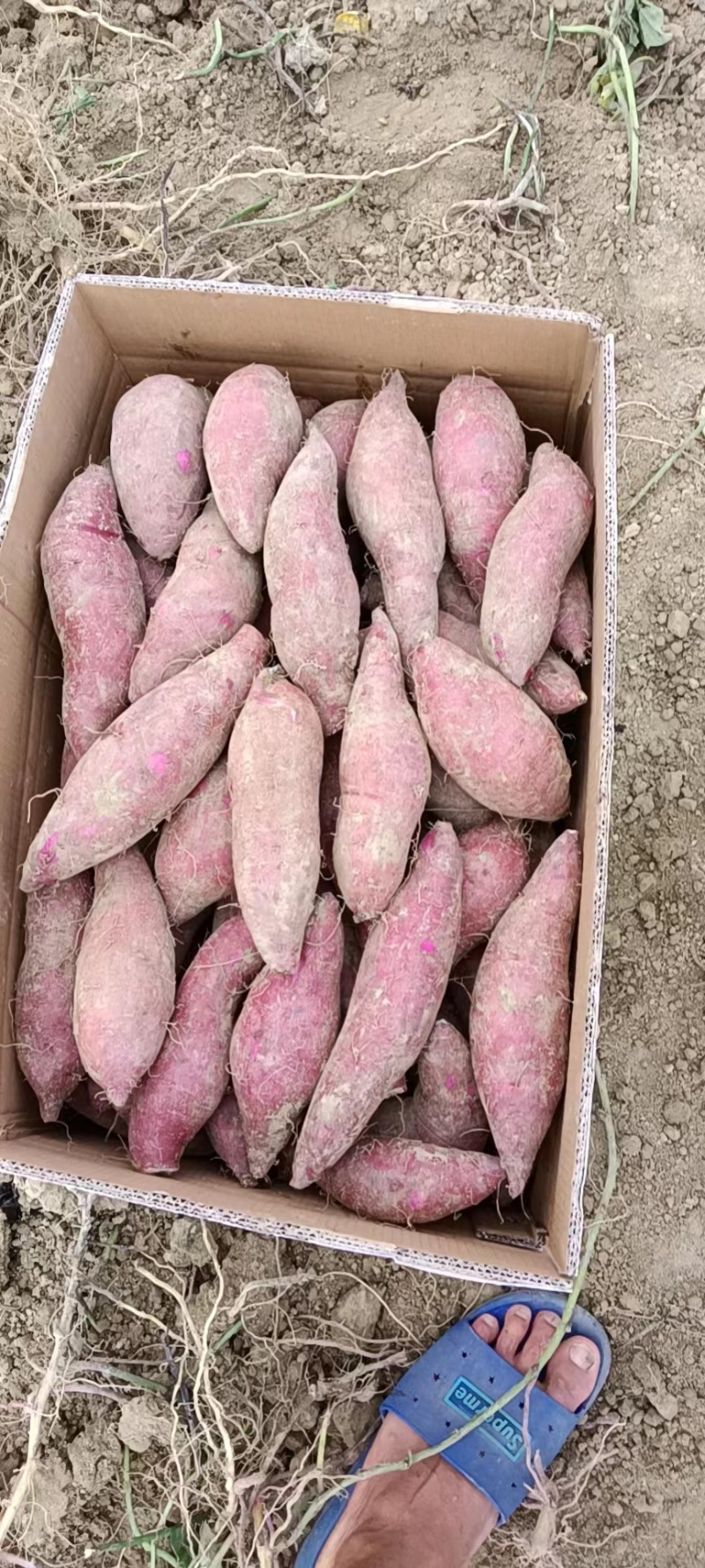 【荐】紫薯精品水洗椭圆水洗电商货档口货量大从优承接各平台