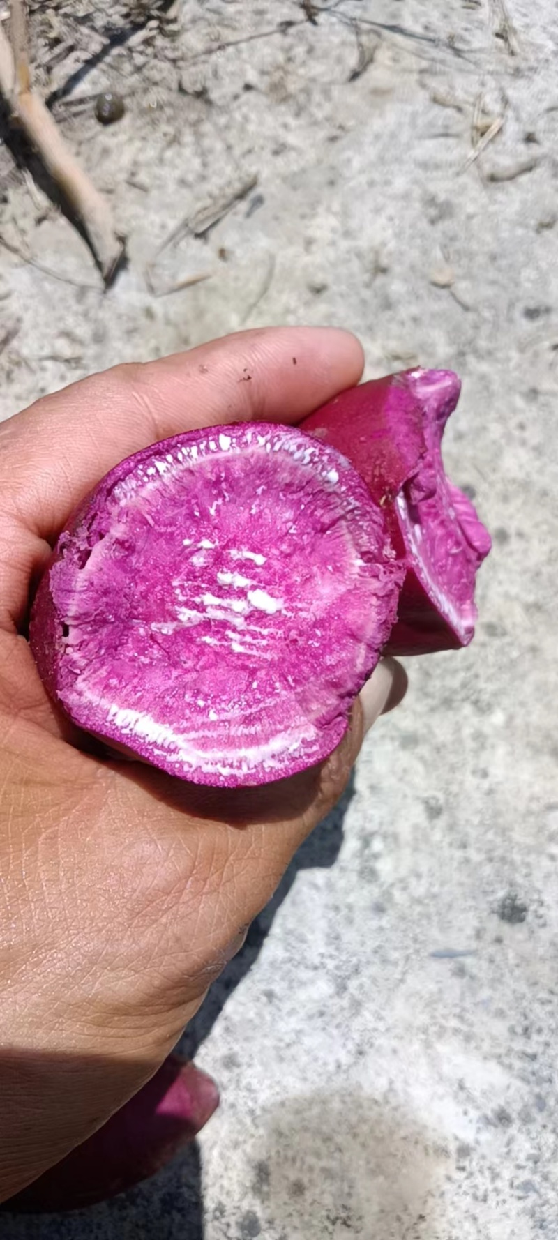 【热卖中】湖南紫薯008紫薯洗水货可对接电商商超市场