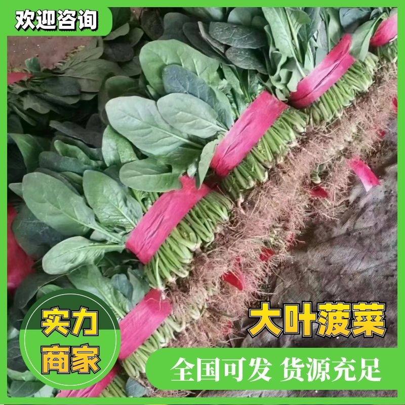 【大叶菠菜】大叶菠菜河北邯郸产地直供规格齐全品质保证来电优惠