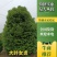 河南基地低价供应精品从生大叶女贞2----7米高度