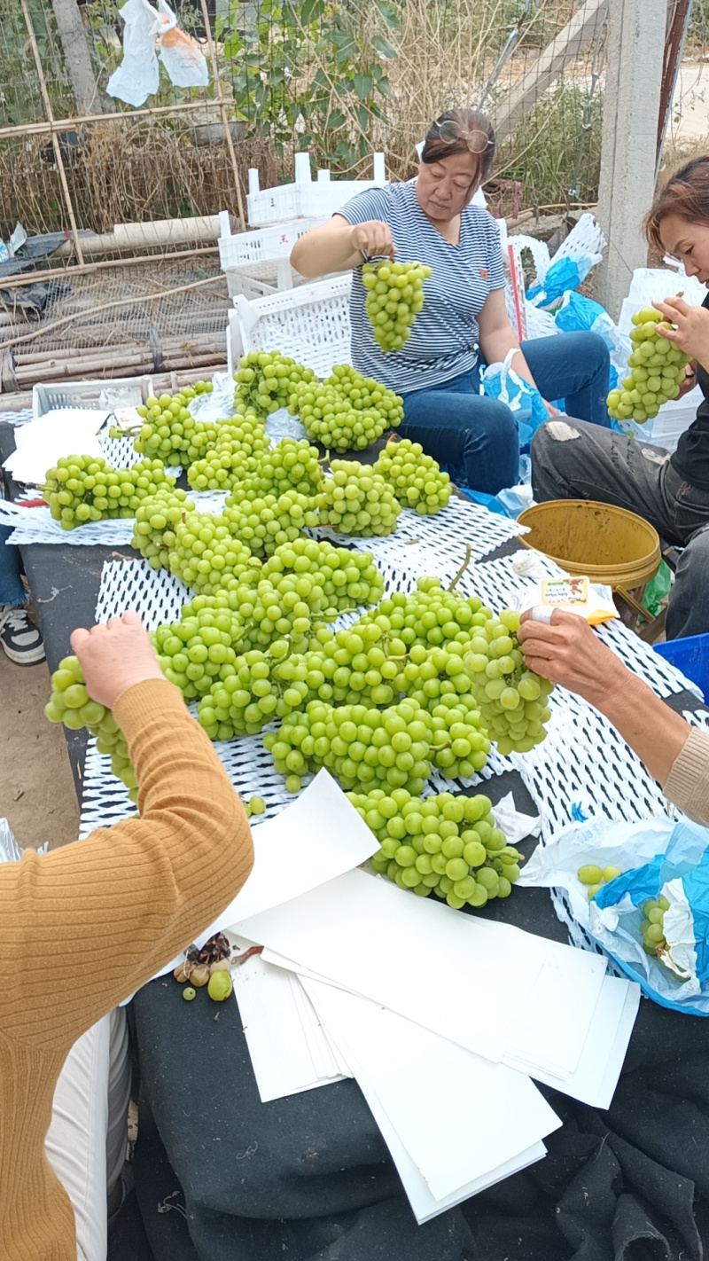 河北阳光玫瑰品质保证诚信经营欢迎联系接商超市场电商