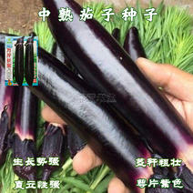 基地优品茄子种子大全南方特大早熟紫黑油亮茄子籽烧烤茄子种