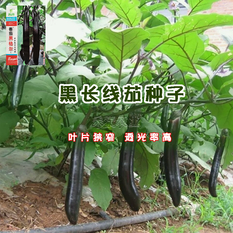 早熟超长线茄种子高产善茄黑格尔茄子籽四季蔬菜种孑烧烤茄菜