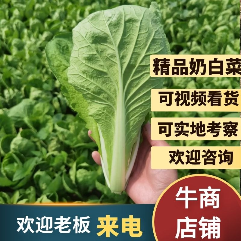 【精品快菜】奶白菜，产地直销，质量保证，全国发货，常年供