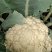【有机花菜】精品有机花菜松花菜大量供应一手货源价格优惠