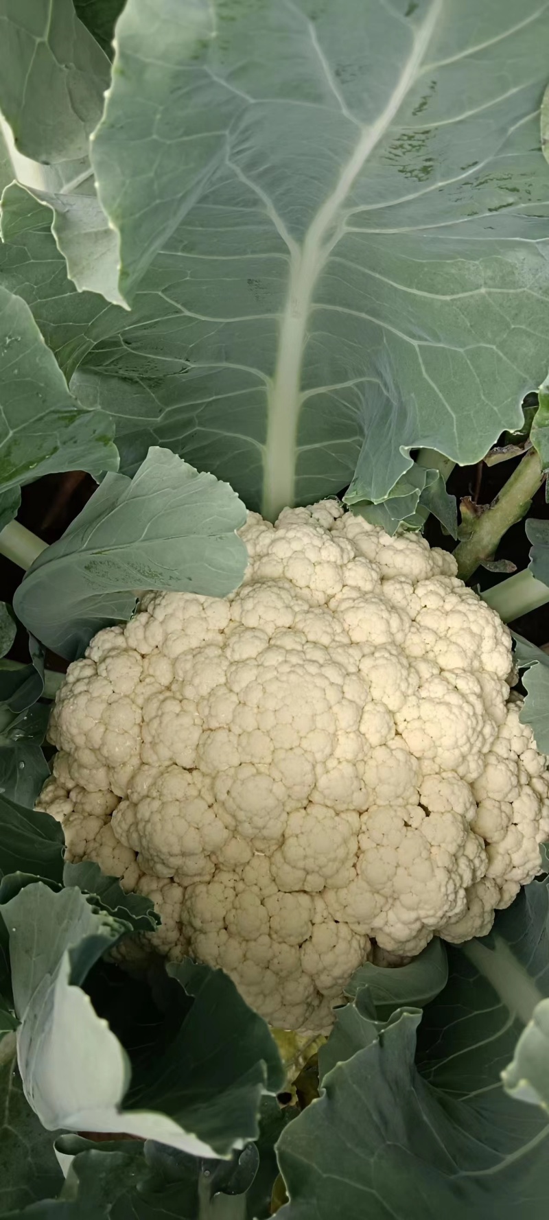 【有机花菜】精品有机花菜松花菜大量供应一手货源价格优惠