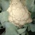 【有机花菜】精品有机花菜松花菜大量供应一手货源价格优惠