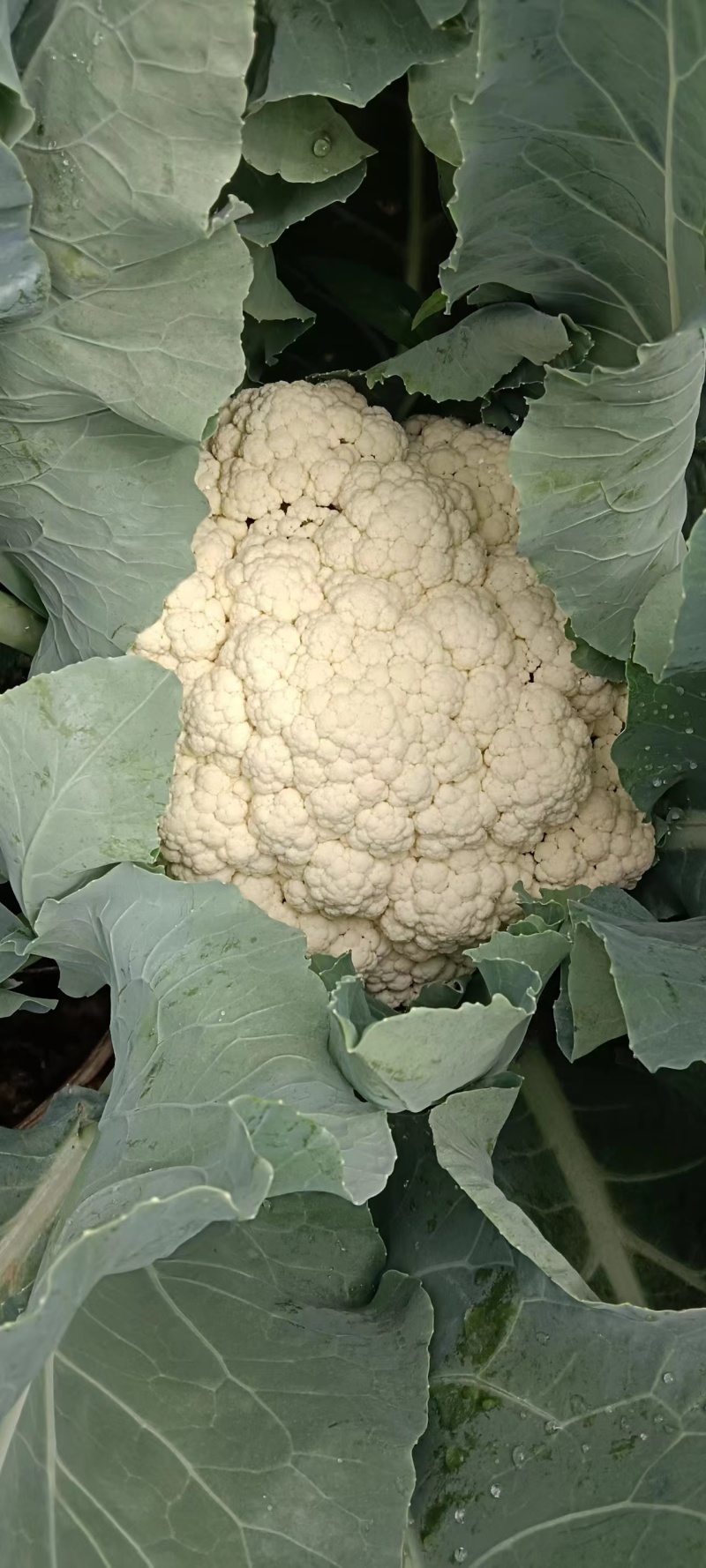 【有机花菜】精品有机花菜松花菜大量供应一手货源价格优惠
