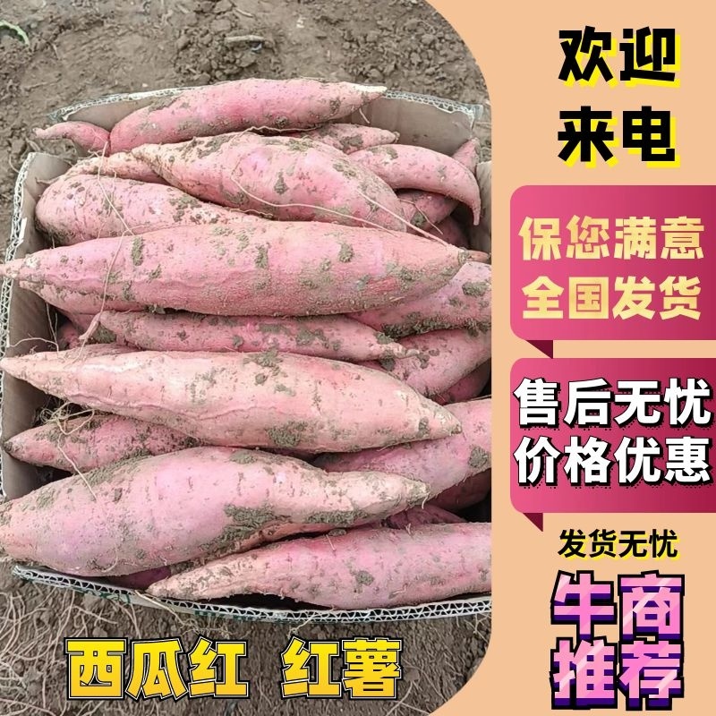 西瓜红薯，蜜薯大量供应，欢迎询价采购，品种规格齐全