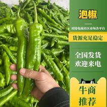 陕西泡椒大量上市产地直发一手货源对接全国市场