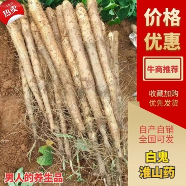 广西山药，大量上市，价格实惠，产地直发，