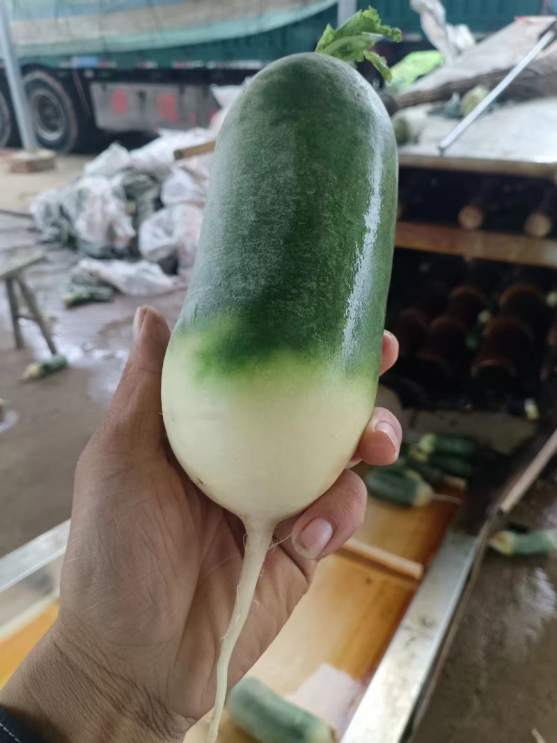 安徽水果萝卜，青萝卜，货源足电商批发，产地发货