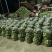 安徽水果萝卜，青萝卜，货源足电商批发，产地发货
