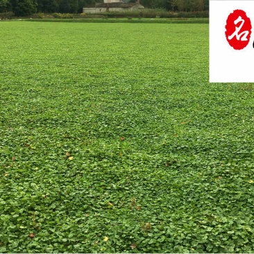 成都草坪草花批发长期供应马蹄金四川马蹄金苗圃基地