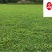 成都草坪草花批发长期供应马蹄金四川马蹄金苗圃基地