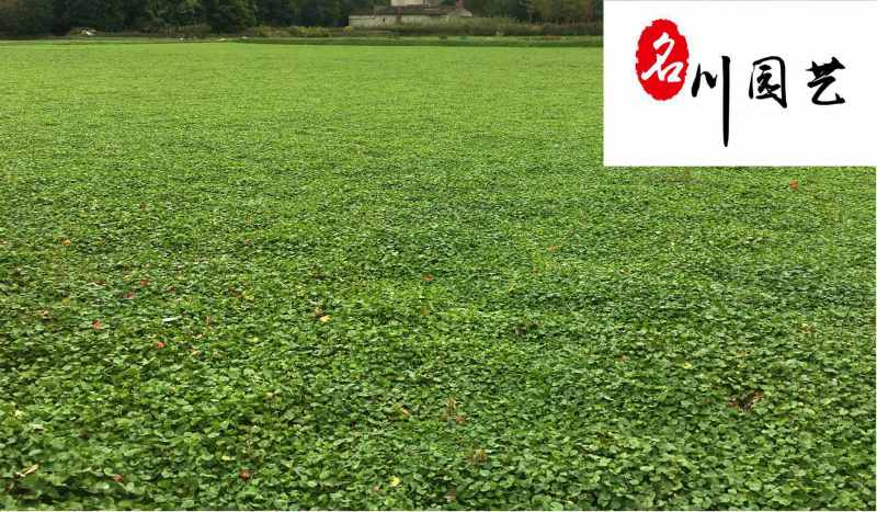 成都草坪草花批发长期供应马蹄金四川马蹄金苗圃基地