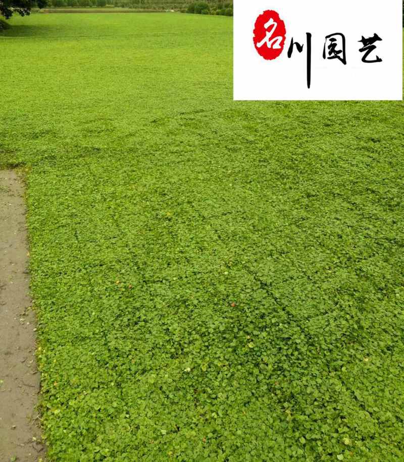 成都草坪草花批发长期供应马蹄金四川马蹄金苗圃基地