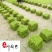 成都草坪草花批发长期供应马蹄金四川马蹄金苗圃基地