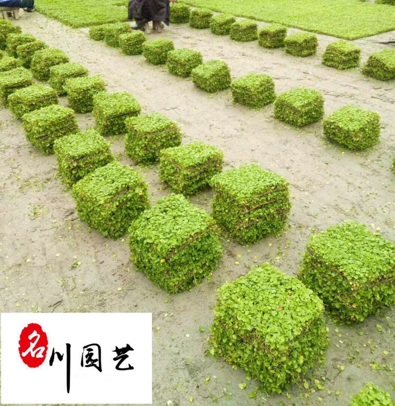 成都草坪草花批发长期供应马蹄金四川马蹄金苗圃基地