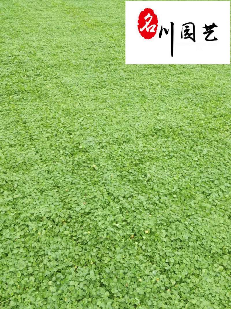成都草坪草花批发长期供应马蹄金四川马蹄金苗圃基地