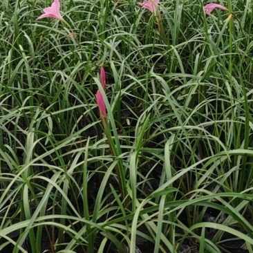 四川韭兰草坪苗圃基地韭兰价格行情成都地被草花批发