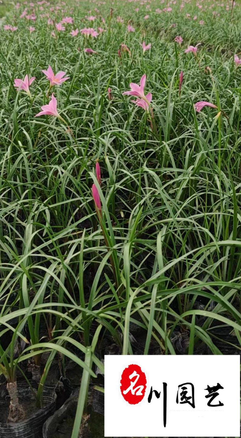 四川韭兰草坪苗圃基地韭兰价格行情成都地被草花批发