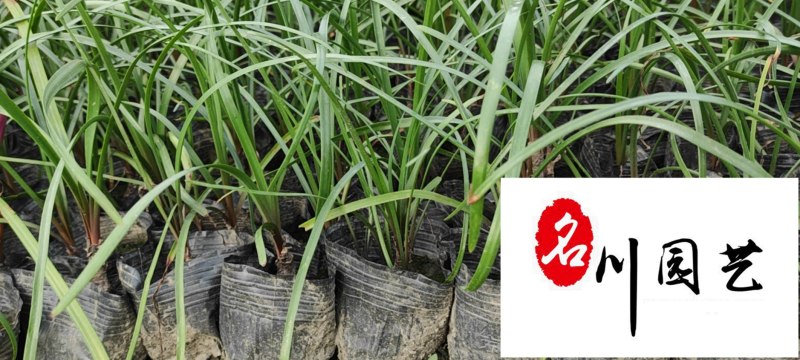 四川韭兰草坪苗圃基地韭兰价格行情成都地被草花批发