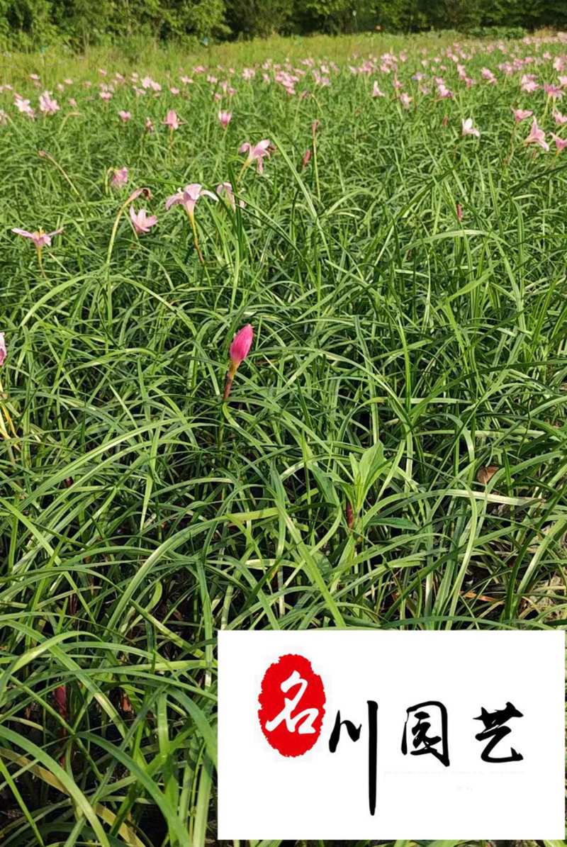 四川韭兰草坪苗圃基地韭兰价格行情成都地被草花批发