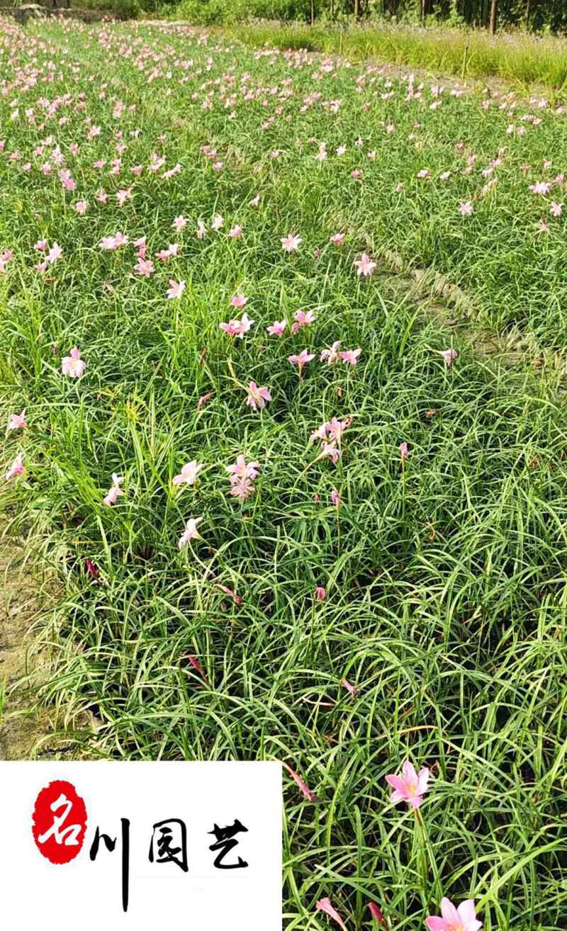 四川韭兰草坪苗圃基地韭兰价格行情成都地被草花批发