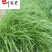 四川苗木基地出售白穗狼尾草白穗狼尾草价格行情