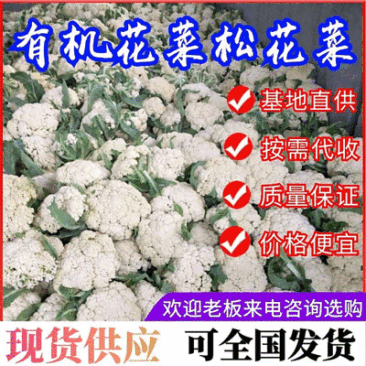 《实力》开封松花菜菜花花菜松花菜散花现货供应中