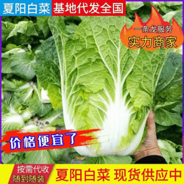 【精选】优质夏阳白菜,颜色新鲜,个头韵,无虫洞,无花边