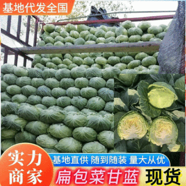 扁包菜【实力商家】墨玉50包菜精品甘蓝基地直供一条龙