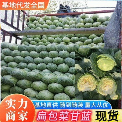 扁包菜【实力商家】墨玉50包菜精品甘蓝基地直供一条龙