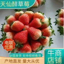 安徽精品天仙醉草莓草莓大量上市品质保证一手货源